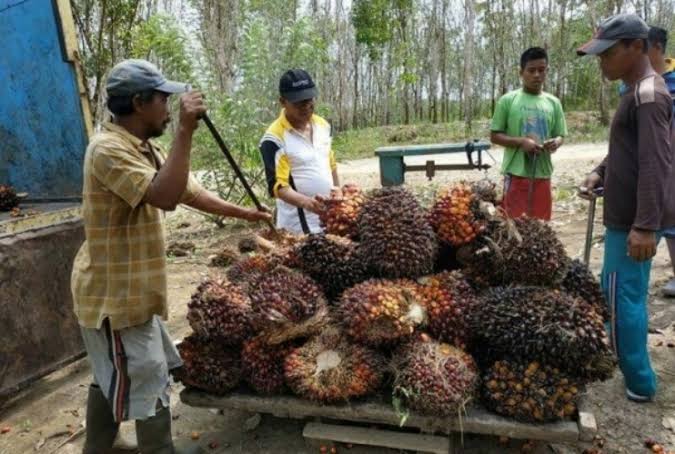 Ilustrasi harga TBS sawit swadaya di Riau (foto/int)